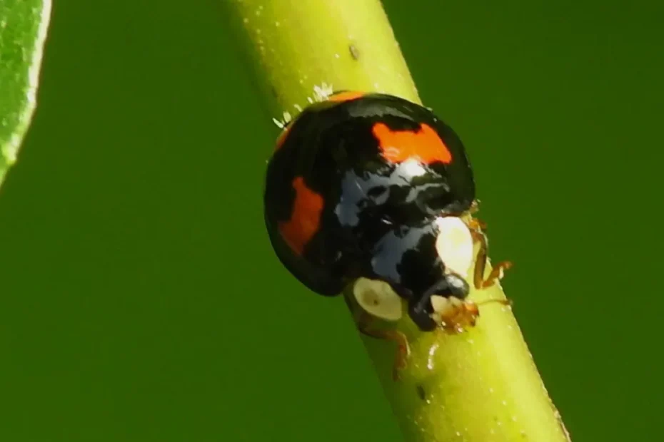 Black Ladybug and Sunshower Spiritual Meaning