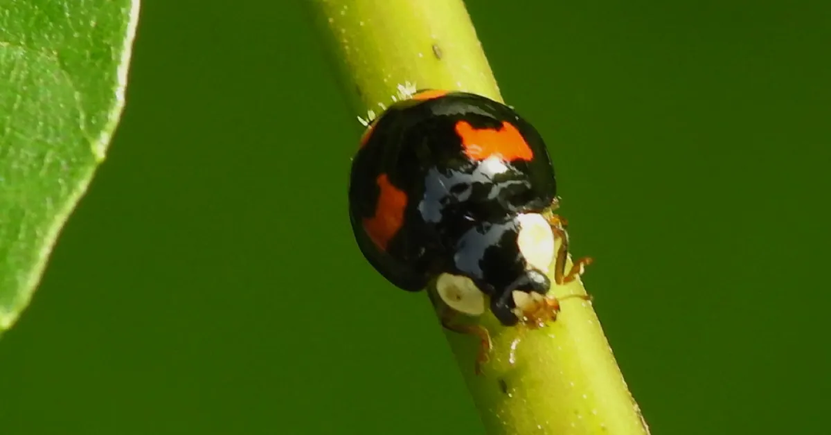 Black Ladybug and Sunshower Spiritual Meaning