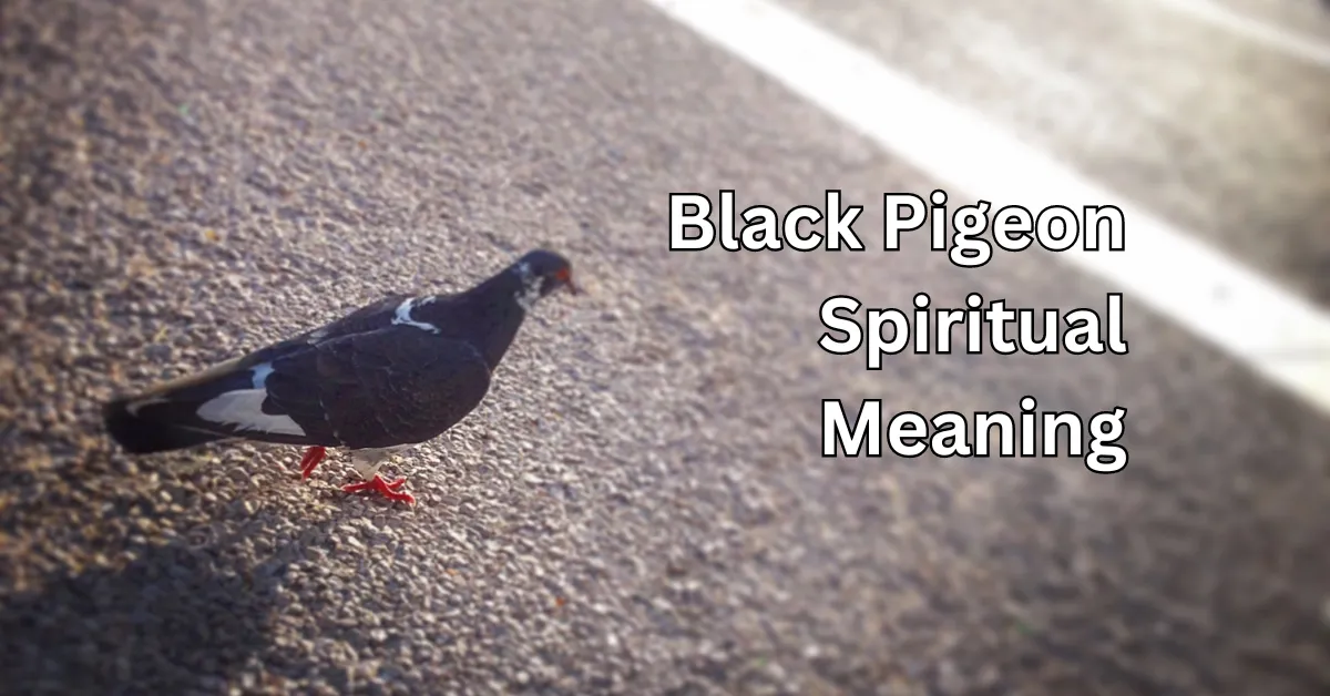 Black Pigeon Spiritual Meaning
