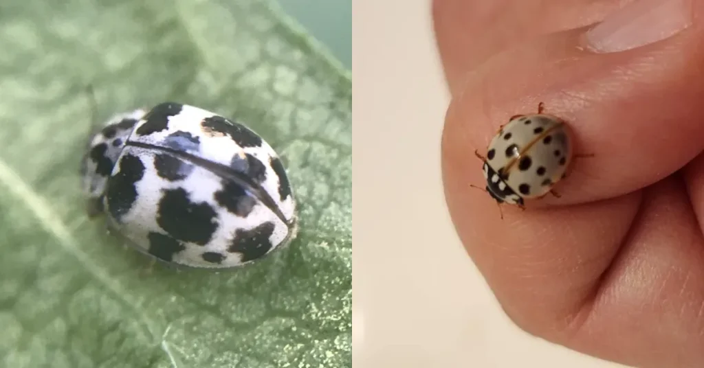 Ladybug Spiritual Meanings In Different Cultures