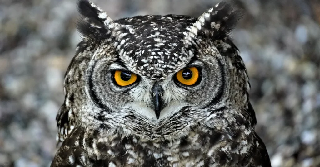 Owl Meaning and Symbolism