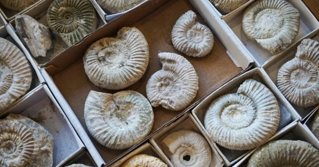 Spiritual Uses of Ammonite Fossils