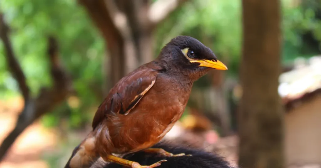 Symbolic Meanings of Myna Bird Encounters