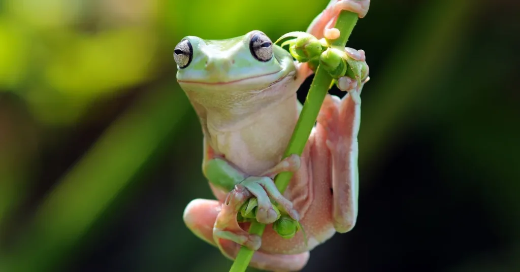 The Symbiotic Relationship Between Humans And Frogs