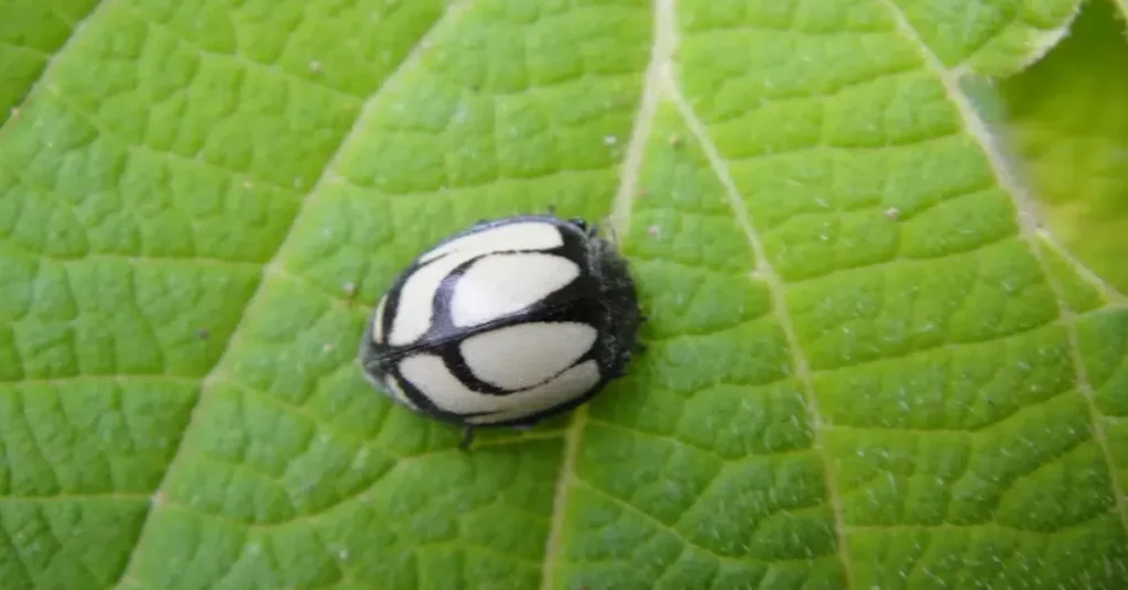 The White Ladybug As A Messenger From The Divine