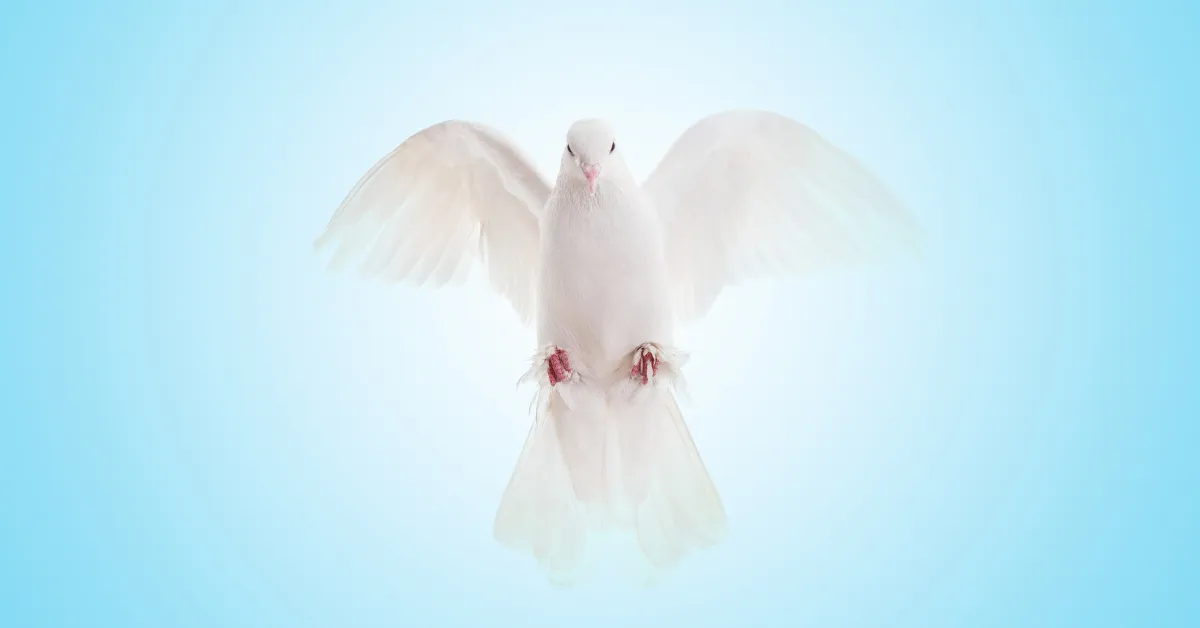 Spiritual Meaning Of A White Pigeon
