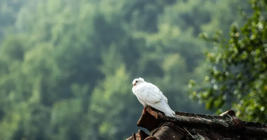 Understanding the White Pigeon's Mystical Role