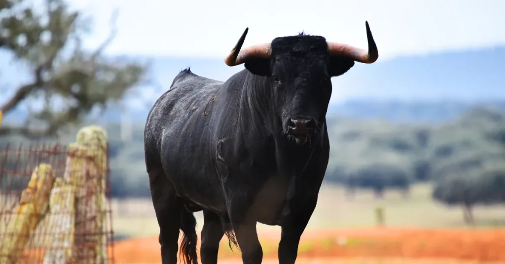 The Bull: Resilience and Power Personified
