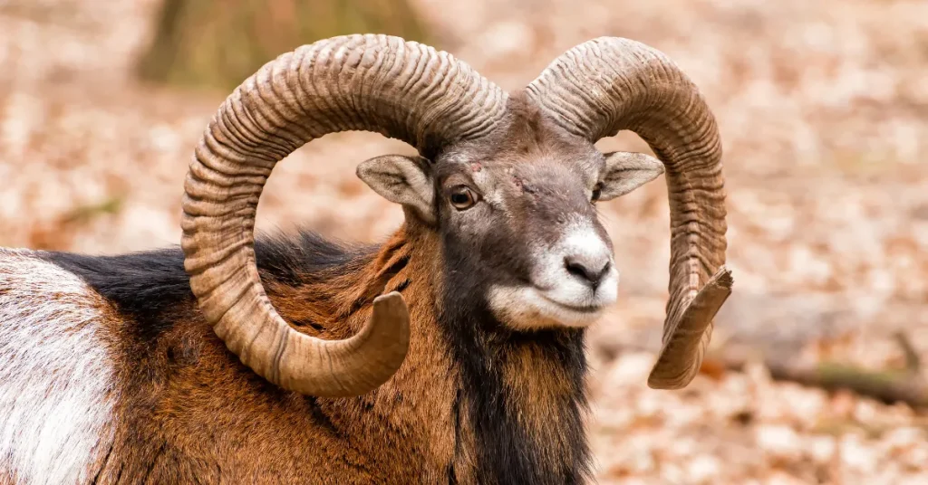 The Ram: A Symbol of Leadership and Strength