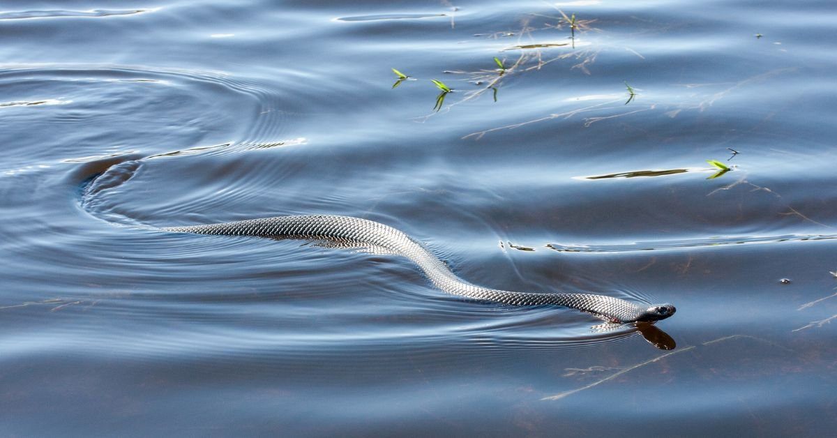 Black Snake in Water Dream Meaning