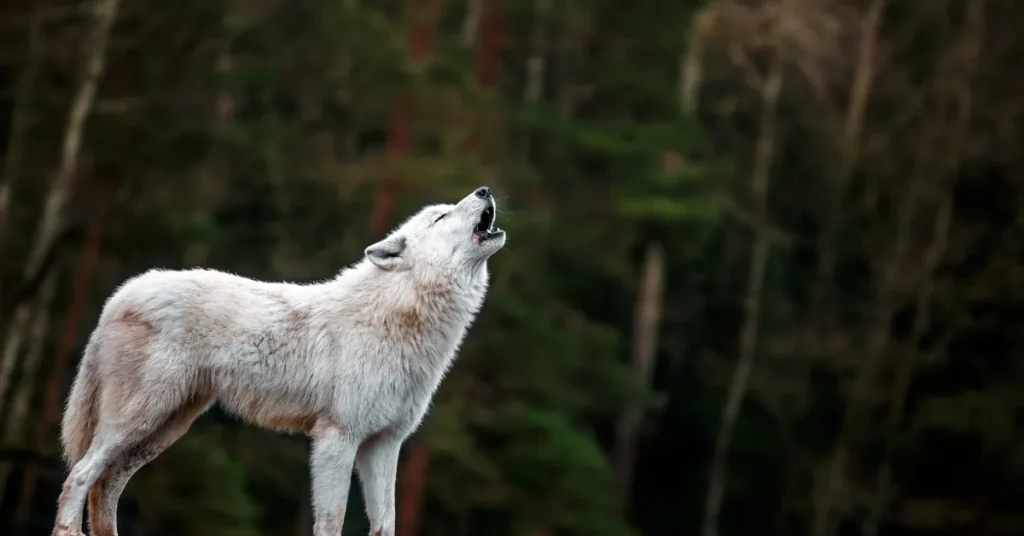 Cultural Perspectives on Dog Howling in Sleep