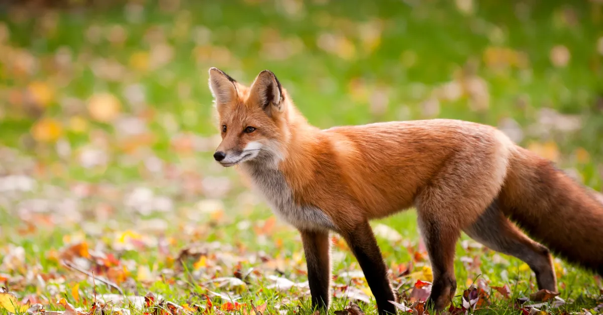 The Spiritual Meaning of Fox