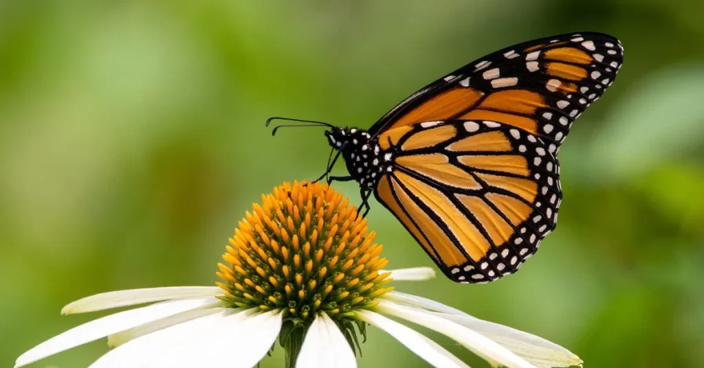 Cultural Significance of the Monarch Butterfly